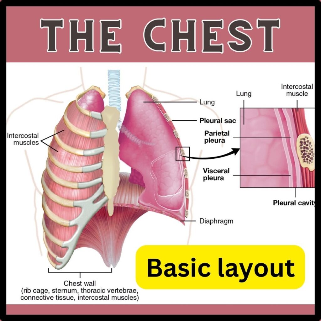  structures that can cause both sides chest hurting