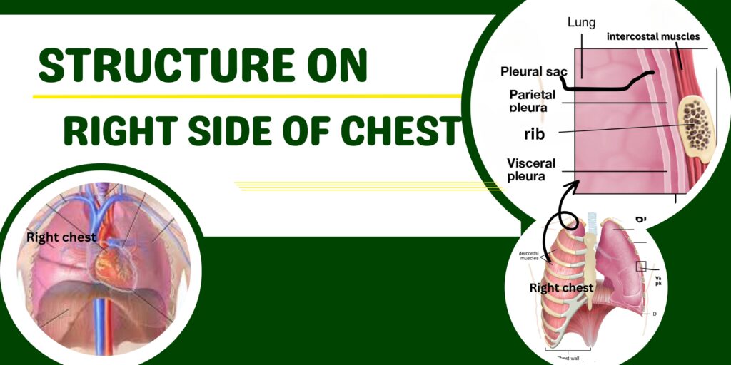 structures on right side in the chest 