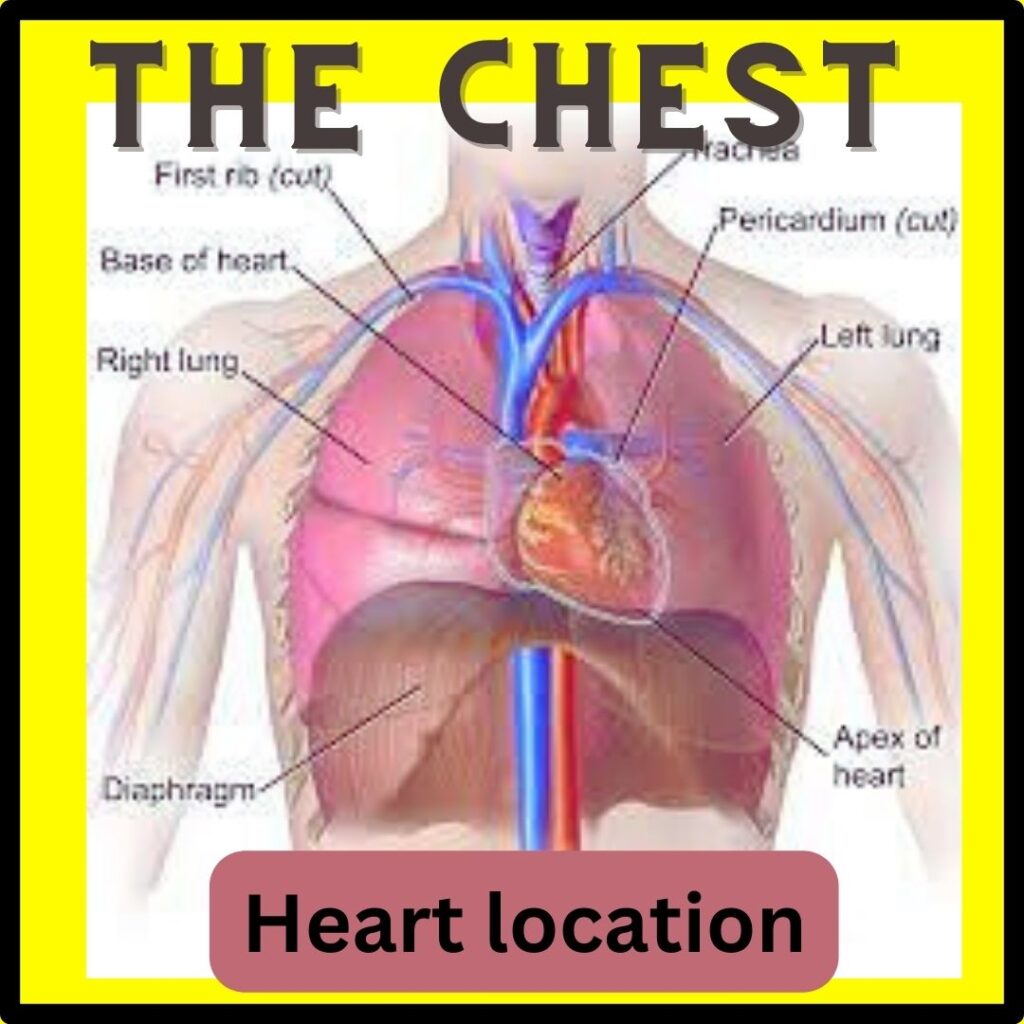 structure that can lead to chest pain on both sides