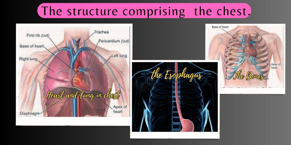 this picture is of chest anatomy to explain causes of middle chest pain.